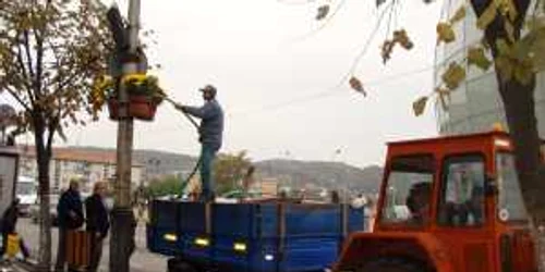 Se uda florile, dupa ploaie