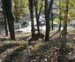 gradina zoo resita