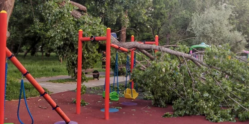 copac rupt parcul tineretului foto fb