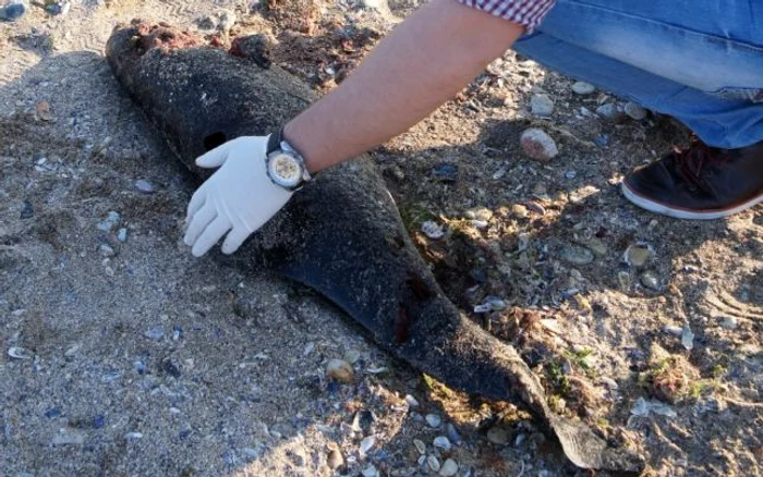 Potrivit reprezentantilor organizatiei, delfinul a fost preluat pentru examinare şi determinarea cauzei morţiifoto: Mare Nostrum