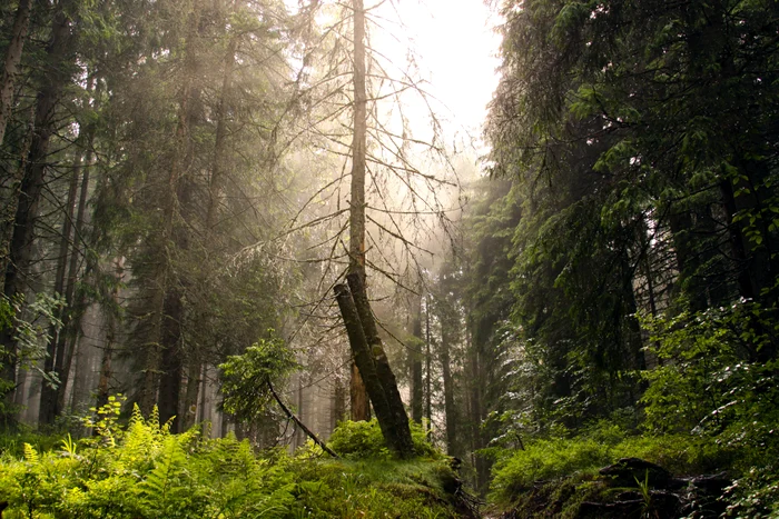 Parcul Natural Apuseni FOTO Shutterstock