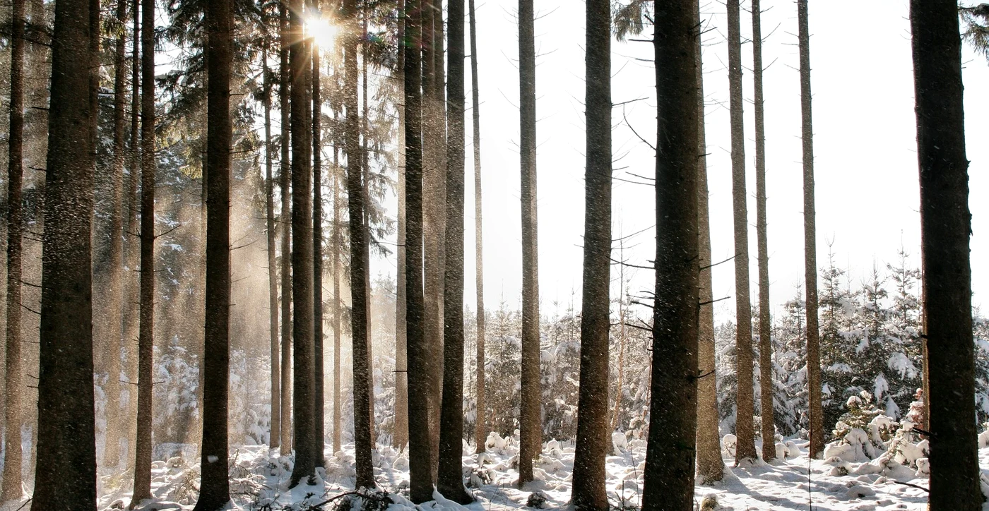 Un bărbat a fost găsit mort într-o pădure/FOTO: Pixabay