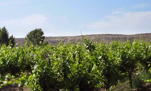 Vin şi Wanderlust jpeg