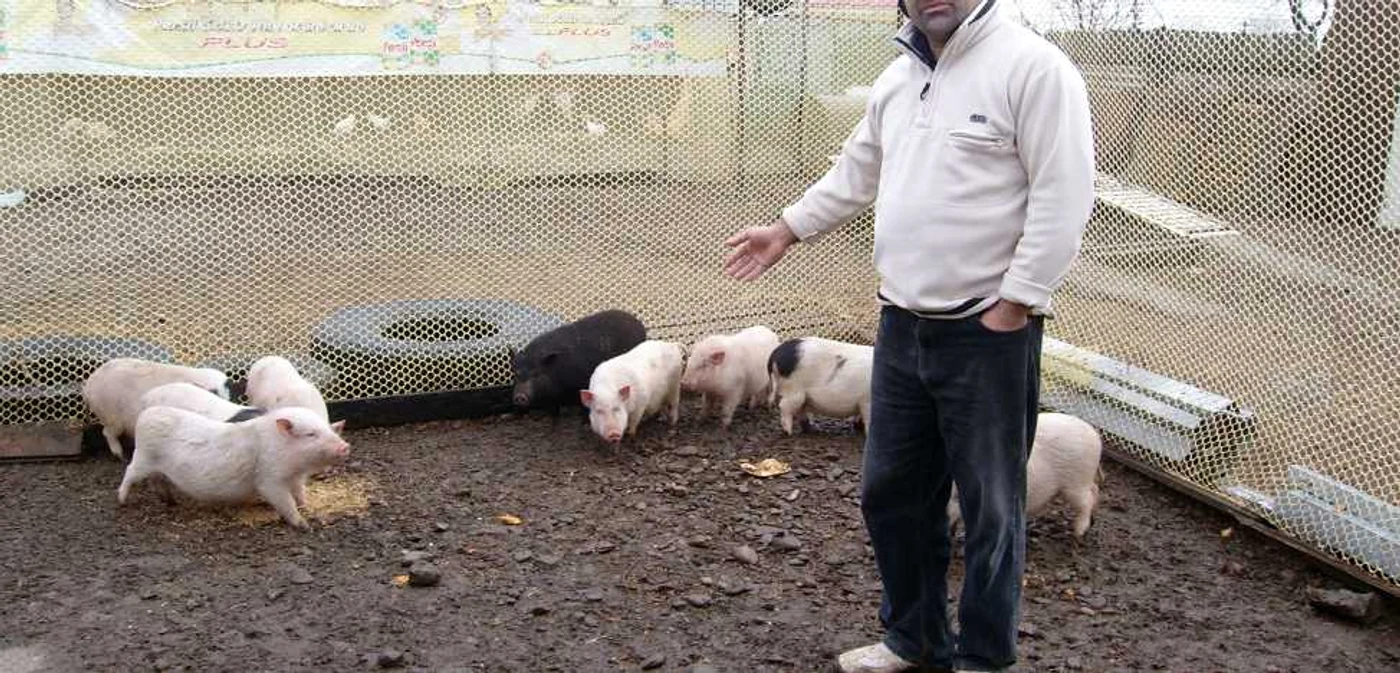 Porcul vietnamez costă între 2000 şi 2300 de lei 