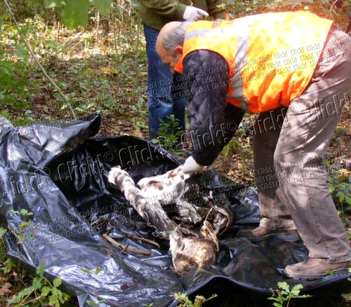 spânzurat, sinucigaş, sinucidere
