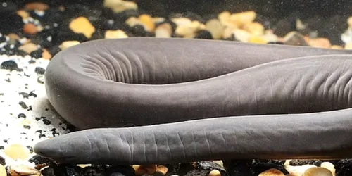 sarpe caecilian foto news