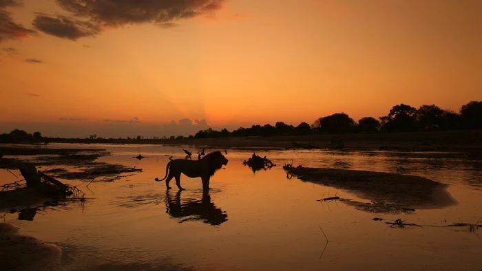 Leii se comportă ca adevărați regi. FOTO: BBC