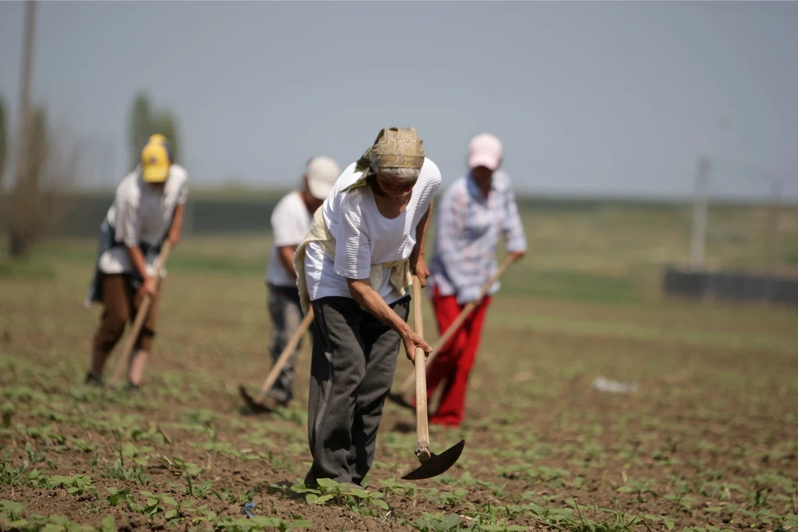 Fertilizarea are un rol esenţial în producţia agricolă Foto: ADEVĂRUL