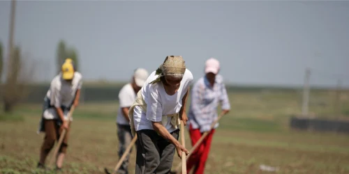 Fertilizarea are un rol esenţial în producţia agricolă Foto: ADEVĂRUL