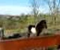 gradina zoo resita