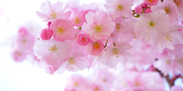 Flori de cires FOTO Pixabay jpg