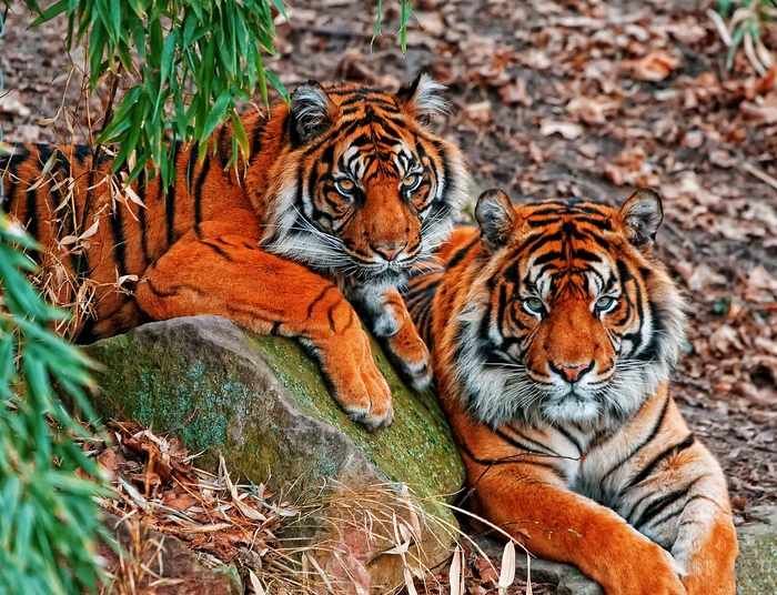 Jungla indiană ascunde în adâncurile sale tigri și leoparzi. FOTO: Pixabay
