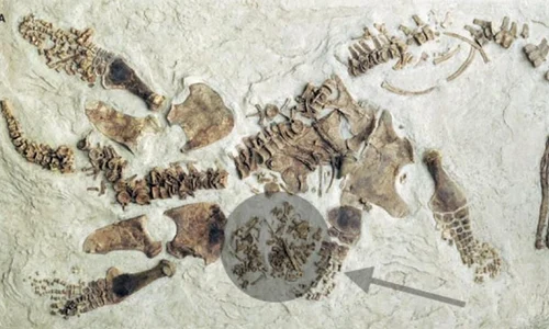 O reptilă marină cu un embrion bine format, veche de 78 de milioane de ani, expusă la Los Angeles jpeg