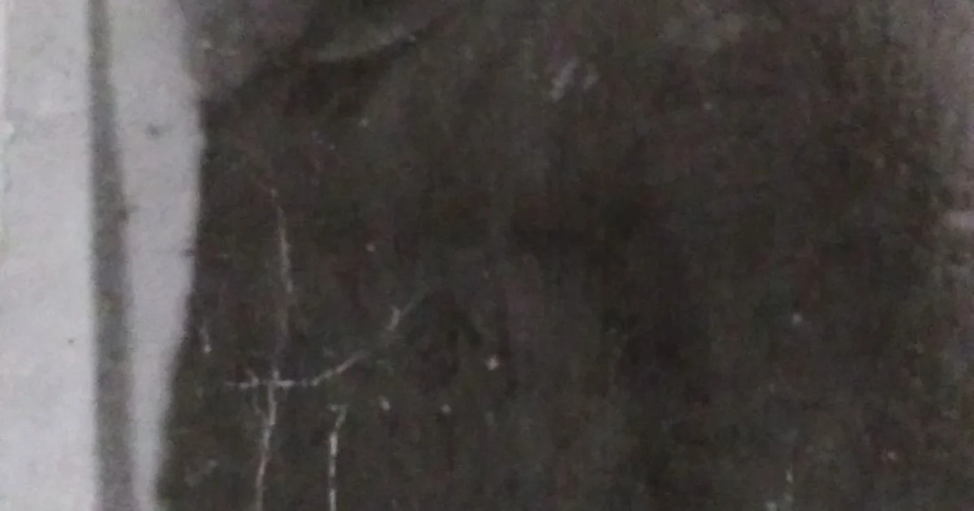 iliuta