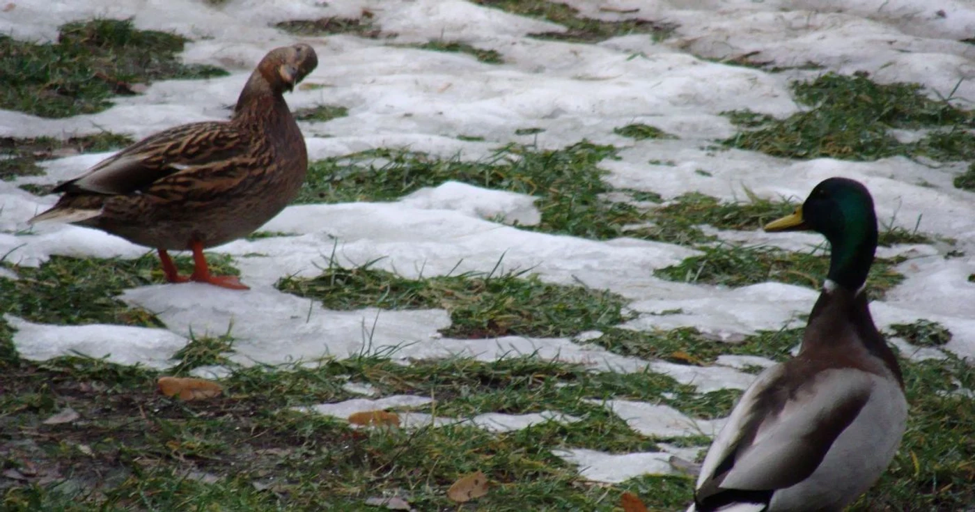 Raţele sălbatice au împânzit Parcul Ştrand din Piteşti