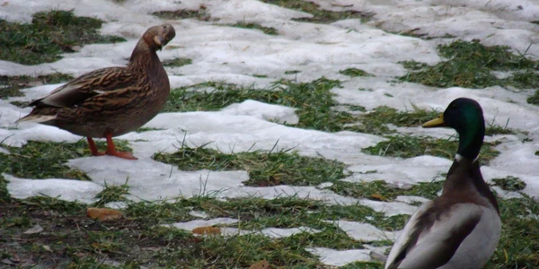 Raţele sălbatice au împânzit Parcul Ştrand din Piteşti