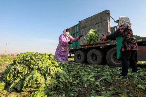 Fermierii nu-și pot aduce legumele pe piaţă din cauza restricţiilor Covid FOTO Shutterstock 
