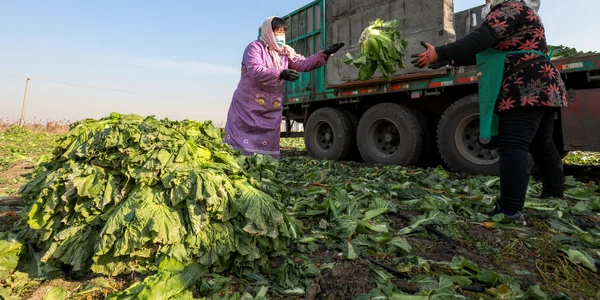 Agricultura China - fermieri FOTO Shutterstock 