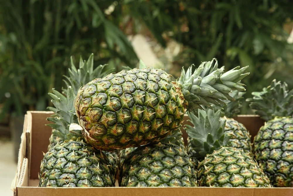 Cel mai bun moment să mănânci ananas pentru o digestie mai bună