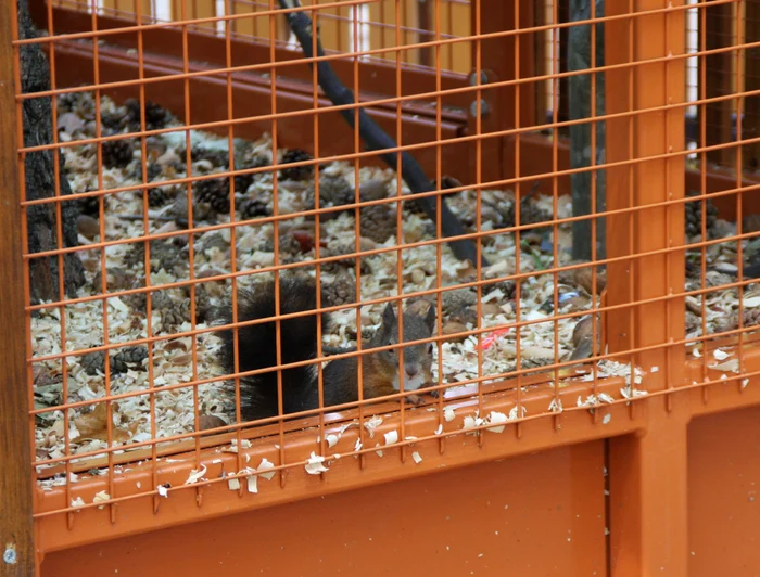 Animăluţele din parc, magnet pentru copii