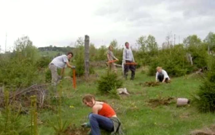 Împaduririle se bazează şi în acest an pe acţiuni de voluntariat