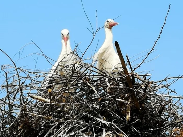 Berzele au venit în cuiburile puse pe stâlpii de iluminat               FOTO: facebook.com/pupazan.m.daniel