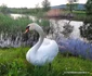 Lebedele de pe malul Streiului Foto Daniel Guță (13) jpg