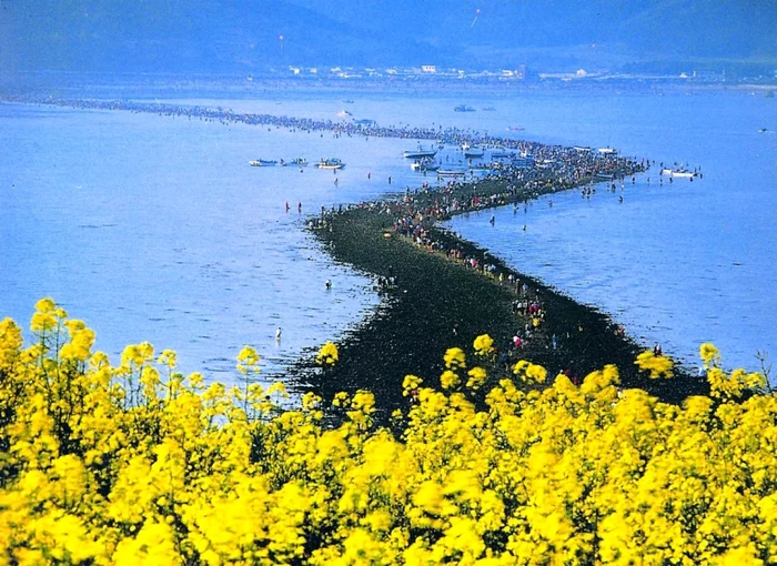 De pe 20 până pe 24 martie, Marea Jindo din Coreea de Sud se separă, dezvăluind o limbă de pământ de 2,8 kilometri FOTO Korea Bizwire