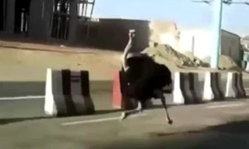 strut jpeg