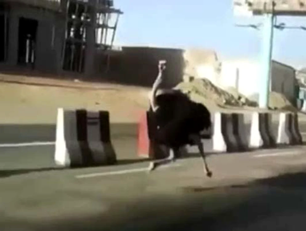 
    Struţul a alergat pe străzi  