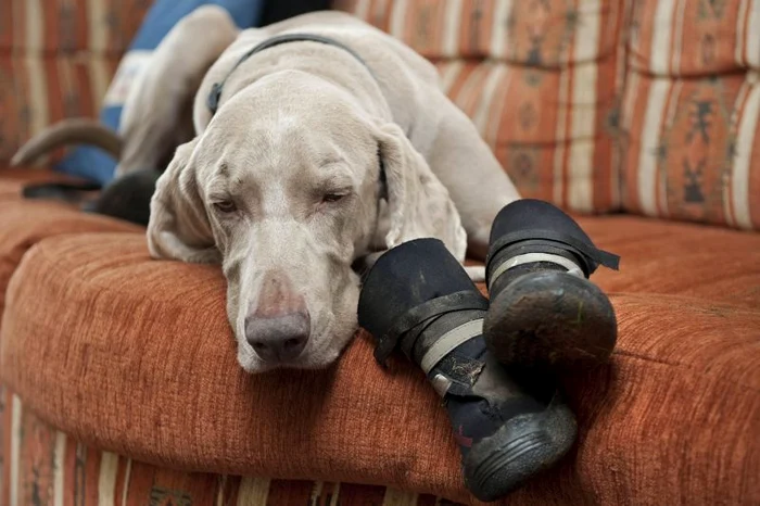 Bluey şi ghetuţele lui (Foto: Photoland/Caters)