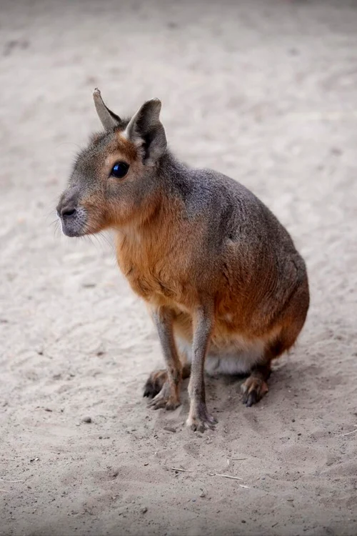 Mara de Patagonia la Zoo Băneasa