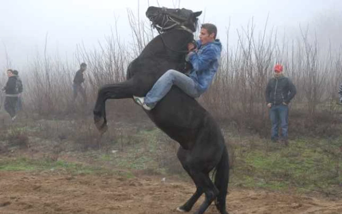 Oltenii din Desa şi-au încurcat astăzi caiiFoto:Marin Nicolae-C.J.C.P.C.T Dolj