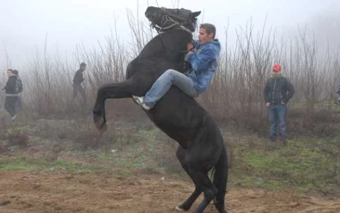 Oltenii din Desa şi-au încurcat astăzi caiiFoto:Marin Nicolae-C.J.C.P.C.T Dolj