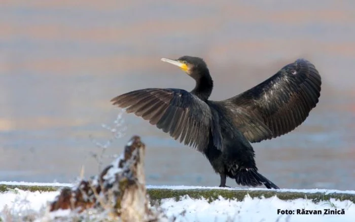 Cormoran mare                                                                                 FOTO: SOR/Răzvan Zinică