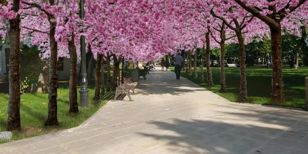 ciresi japonezi