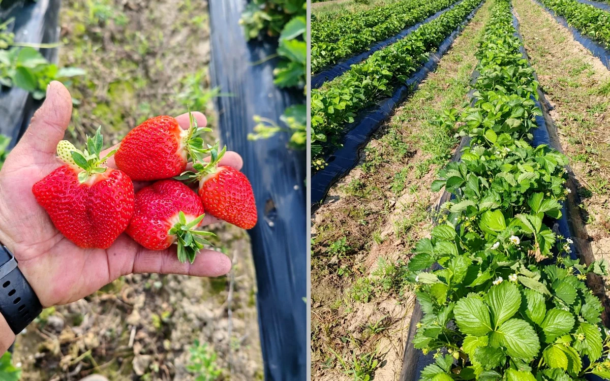 Plantații de căpșuni în Halmeu. Foto: Căpșuni Halmeu, Facebook