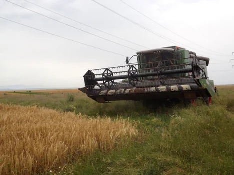 culturile agricole din mehedinti afectate de arsita FOTO Corina Macavei 