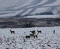 caprioare alba