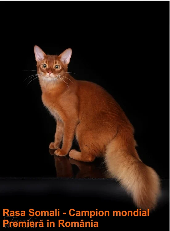 Campion mondial din rasa Somali jpg