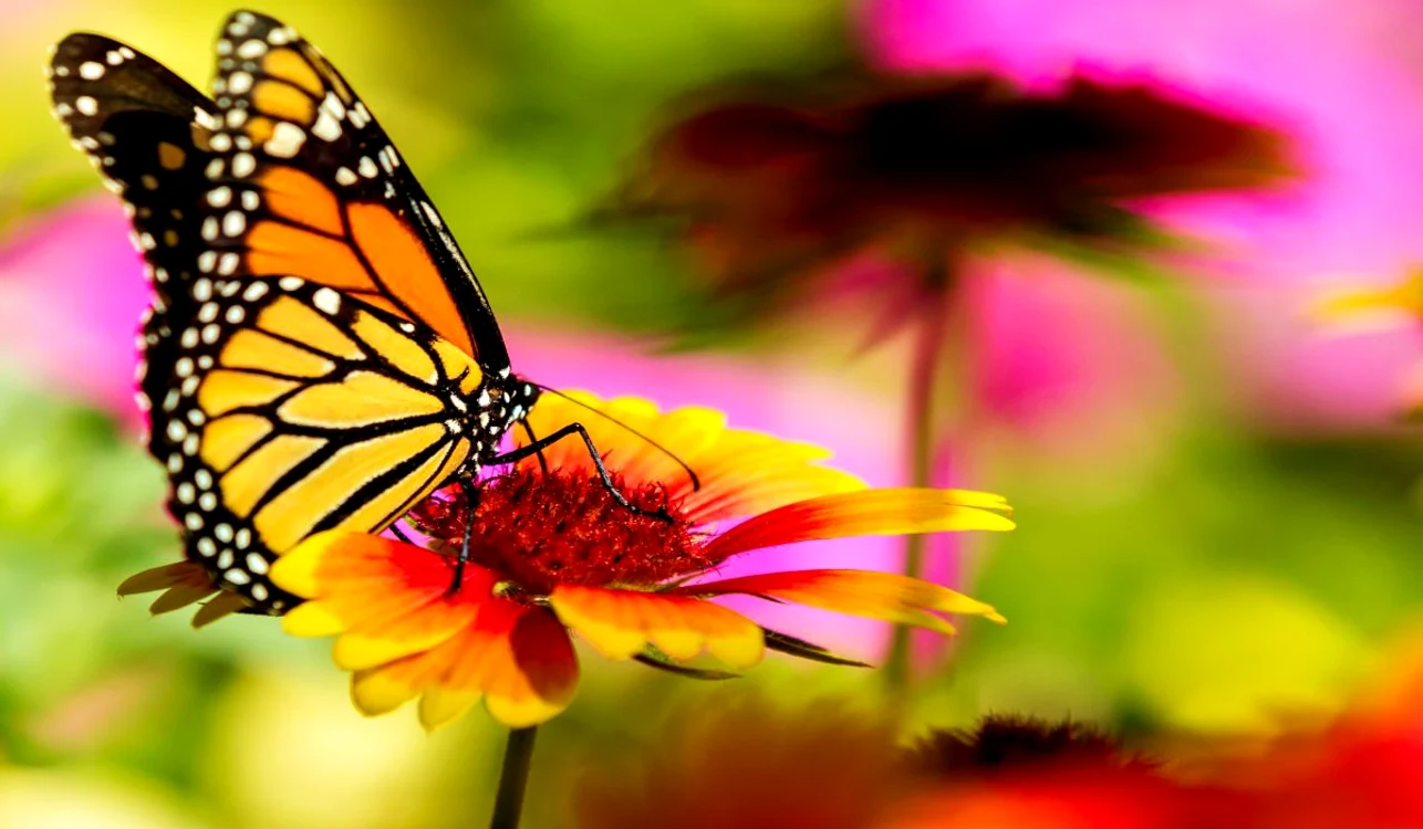 fluturele monarch jpg jpeg