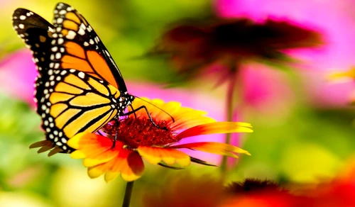 fluturele monarch jpg jpeg