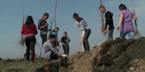 Voluntarii vor planta copaci