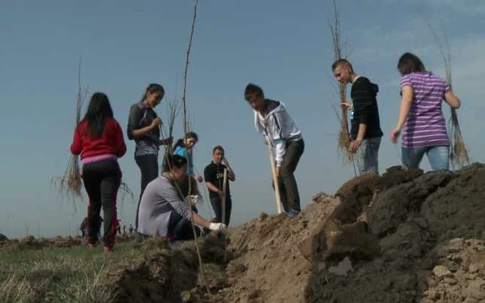 Voluntarii vor planta copaci