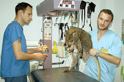 Medicul Gabriel Gaşpar i-a amputat cangurului Ru un deget (FOTOGRAFII: SANDRINIO NEAGU)