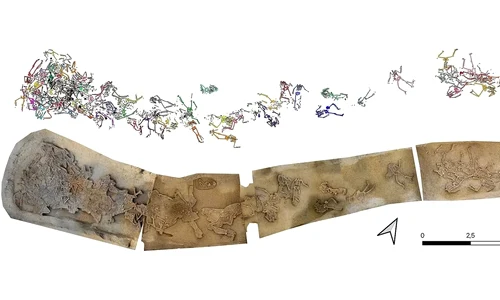 Înmormântarea în masă a scheletelor în șanțul așezării neolitice de la Vráble (jos), cu desene ale scheletelor individuale (© Katharina Fuchs, Agnes Heitmann, Nils Müller-Scheeßel, Till Kühl)
