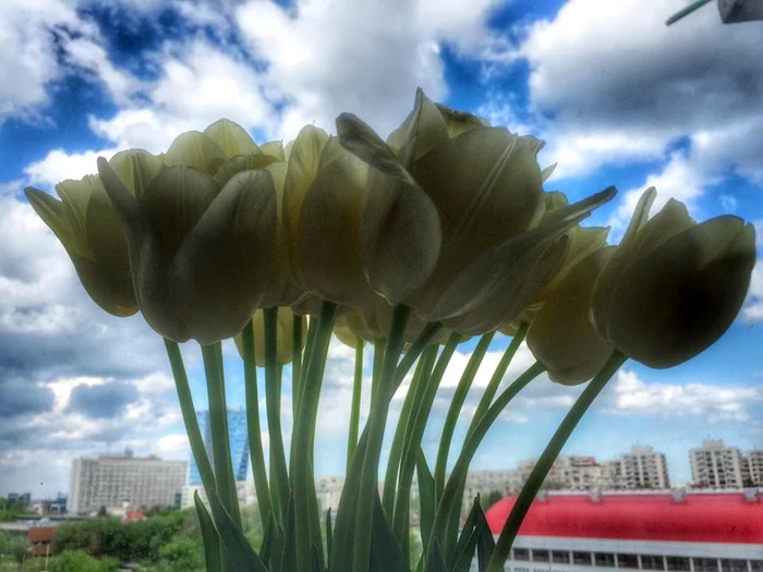 Simona a publicat și o imagine cu un buchet de lalele