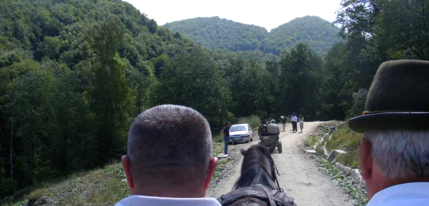 Moştenitorul ar fi proprietarul pădurilor din judeţ