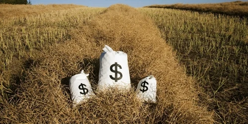 Geanta cu bani în câmp