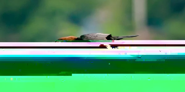 Specii rare de pasari in Delta Dunării FOTO SOR